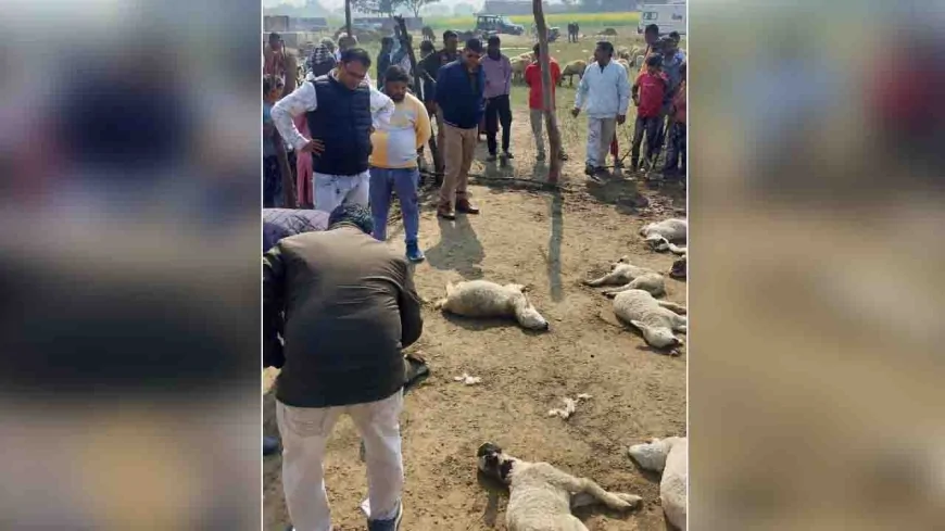 खूंखार भेड़िए ने पशु बाड़े में घुसकर 20 भेड़ों को मार डाला, 20 गंभीर रूप से घायल