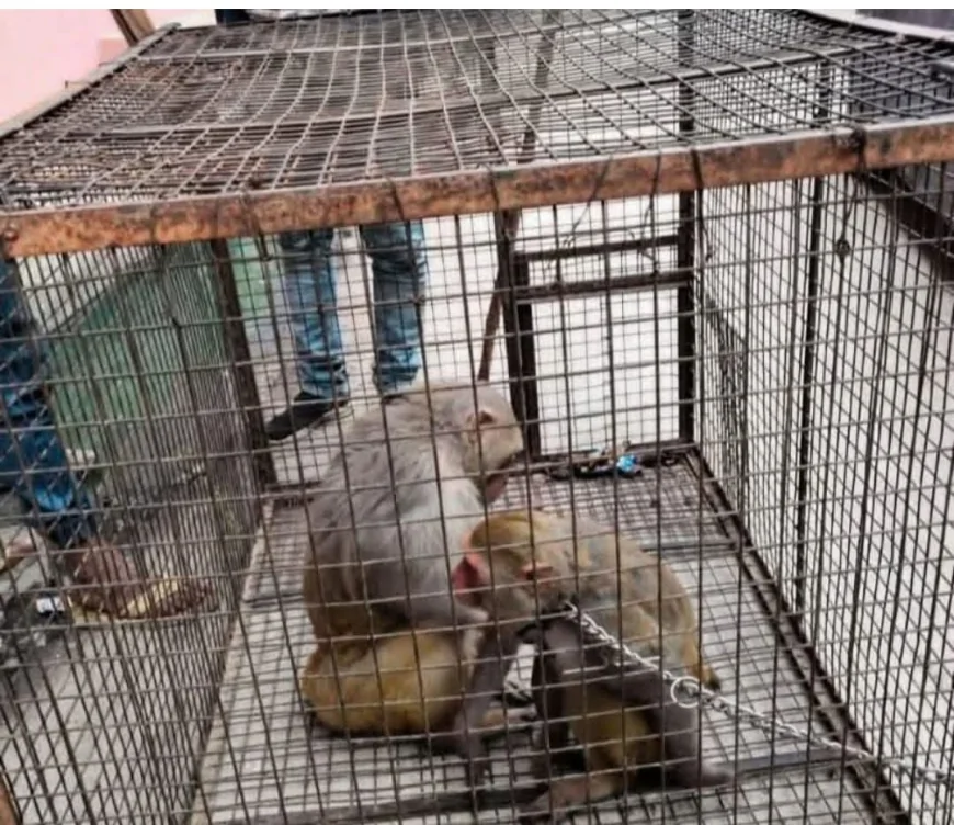 वन विभाग व नगर पालिका ने बंदरों को पकड़ने के लिए चलाई मुहिम