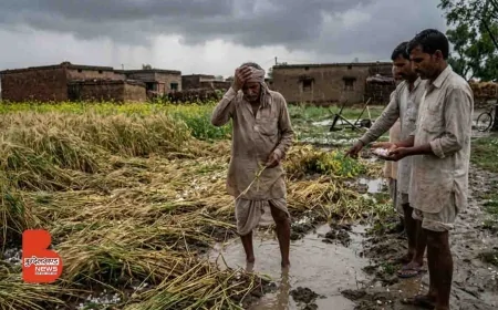 बांदा में बेमौसम बारिश और ओलावृष्टि से फसलों की तबाही, किसानों पर संकट गहराया